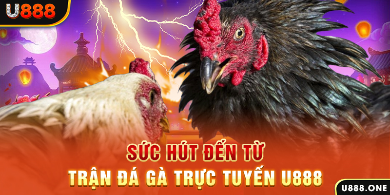 69vn vin hòn gà chọi