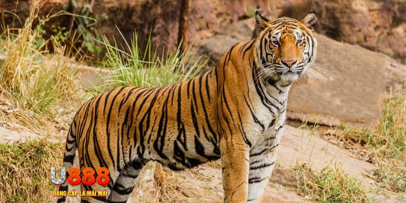 69vn vin ban ca vip online