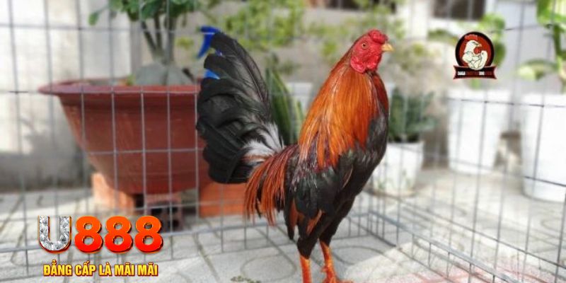 tải nổ hũ trên máy tính