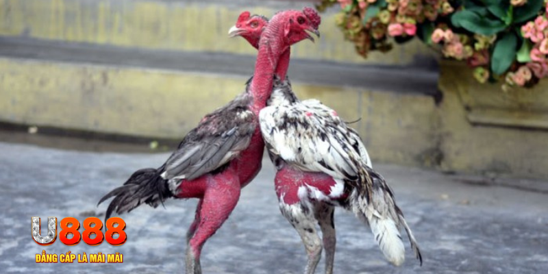 69vn vin bàn cầu điểm số tay trước trong baccarat là gì