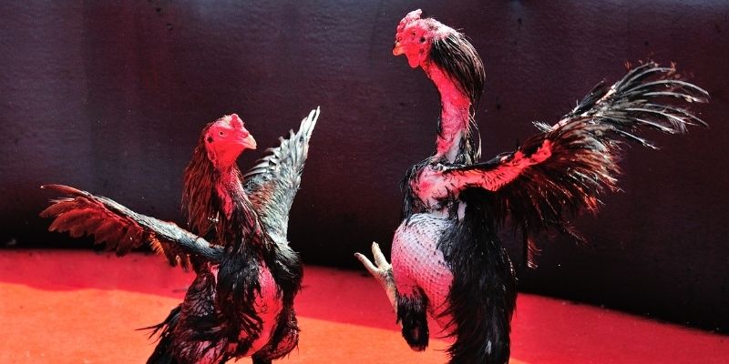 69vn vin Spribe Điện Tử